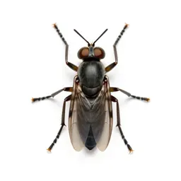 Ichneumon fly