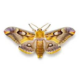 Imperial moth