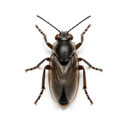 Insect