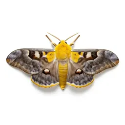 Io moth