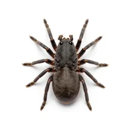 Itch mite