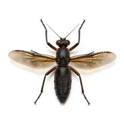 Odonate