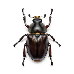 Oil beetle