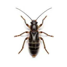 Onion thrips