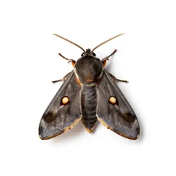 Orange tortrix