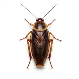 Oriental cockroach