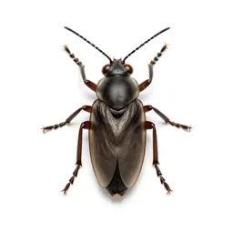 Orthopterous insect