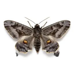 Underwing