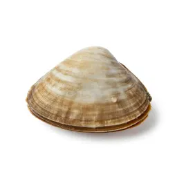 Clamshell