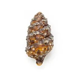 Phragmocone