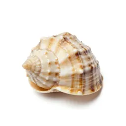 Seashell