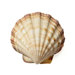 Shell plating