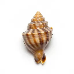 Shell