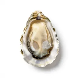 Oyster shell