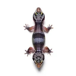 Banded gecko