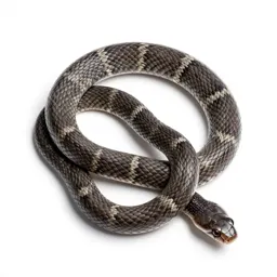 Banded sand snake