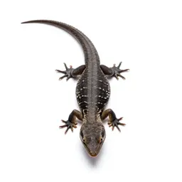 Basilisk