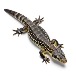 Beaded lizard