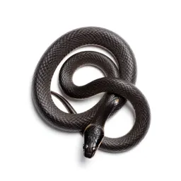 Black-headed snake