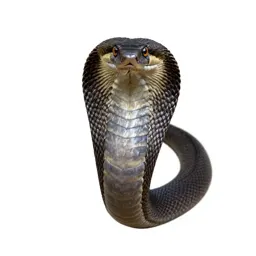 Black mamba