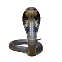 Black-necked cobra
