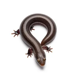 Blindworm