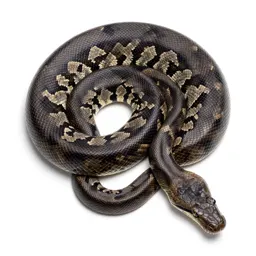 Boa constrictor