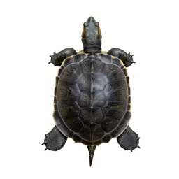 Box turtle
