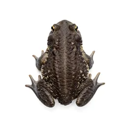 Bufo