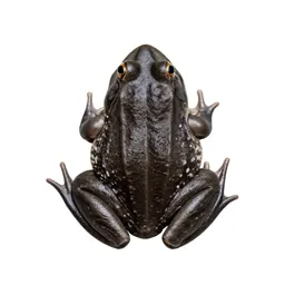 Bullfrog