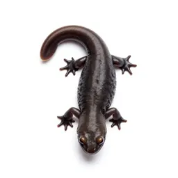 Caecilian