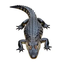 Caiman lizard