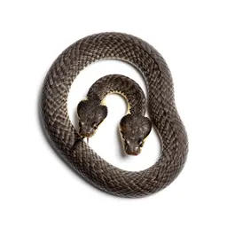 Canebrake rattlesnake