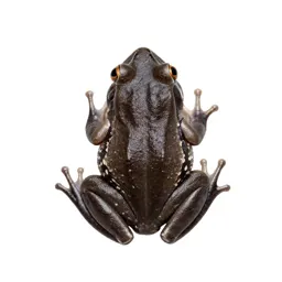 Canyon treefrog