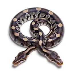 Carpet snake