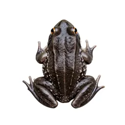 Cascades frog