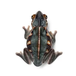 Chameleon tree frog