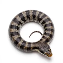 Checkered whiptail