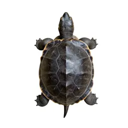 Chelonian