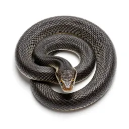 Chicken snake