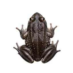 Chorus frog