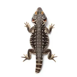 Chuckwalla