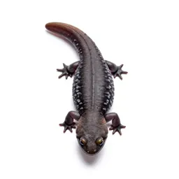 Climbing salamander