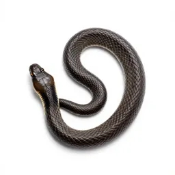 Coachwhip