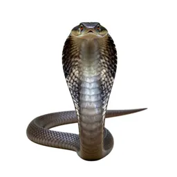Cobra
