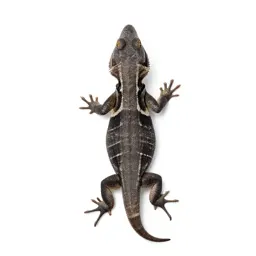 Collared lizard