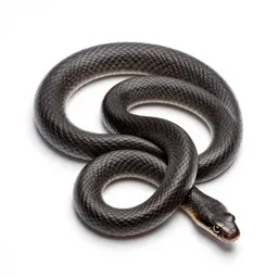 Colubrid snake