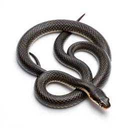 Common garter snake