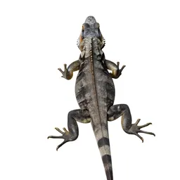 Common iguana
