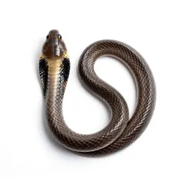 Common kingsnake
